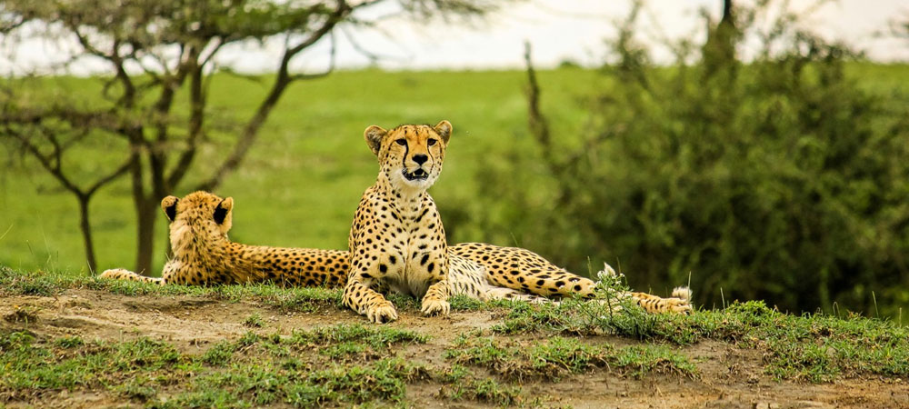 12-days-wildlife-camping-and-zanzibar