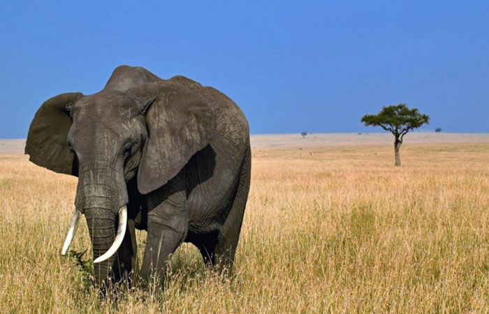 5-days-tanzania-lodge-safari