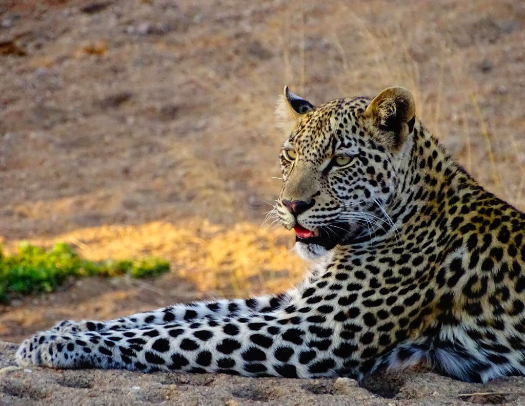 leopard best experience