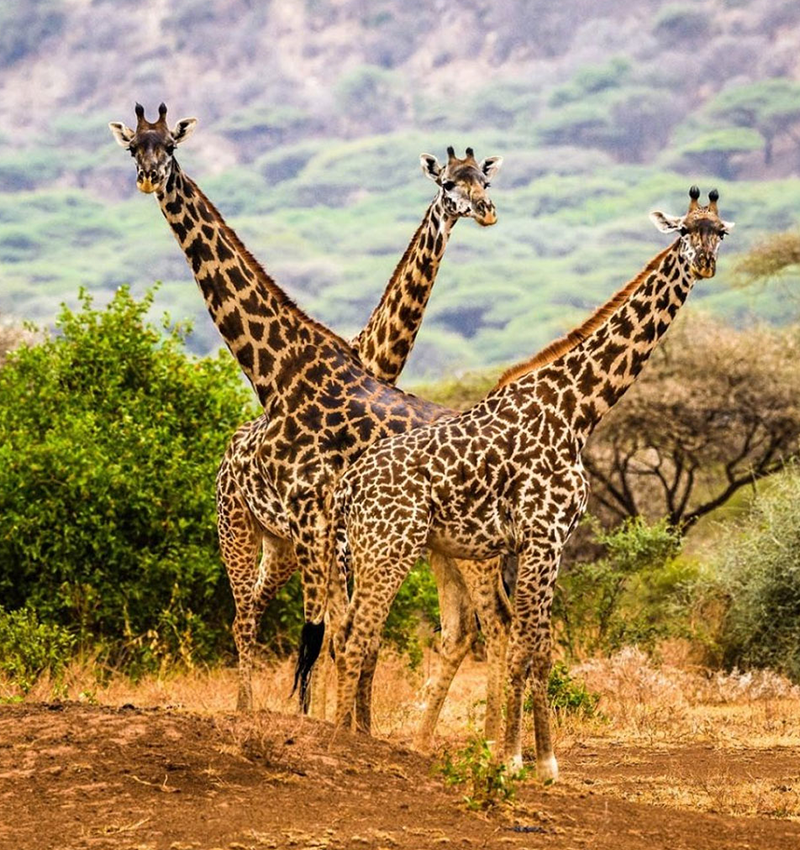 6 Days The Best Of Tanzania Safari