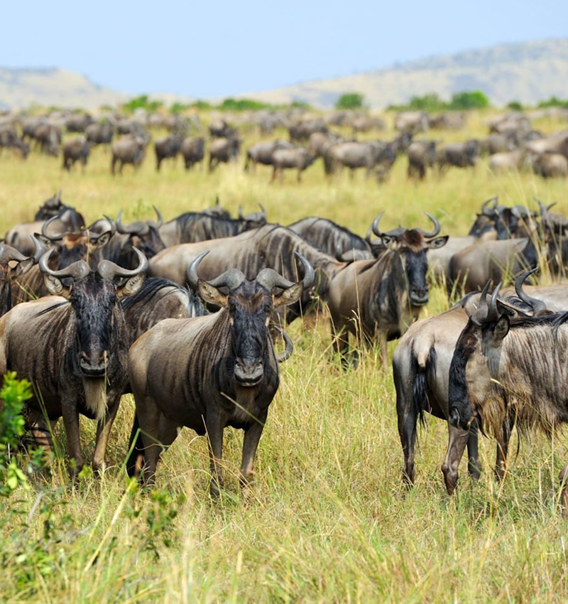6 Days wildebeest Migration Safari