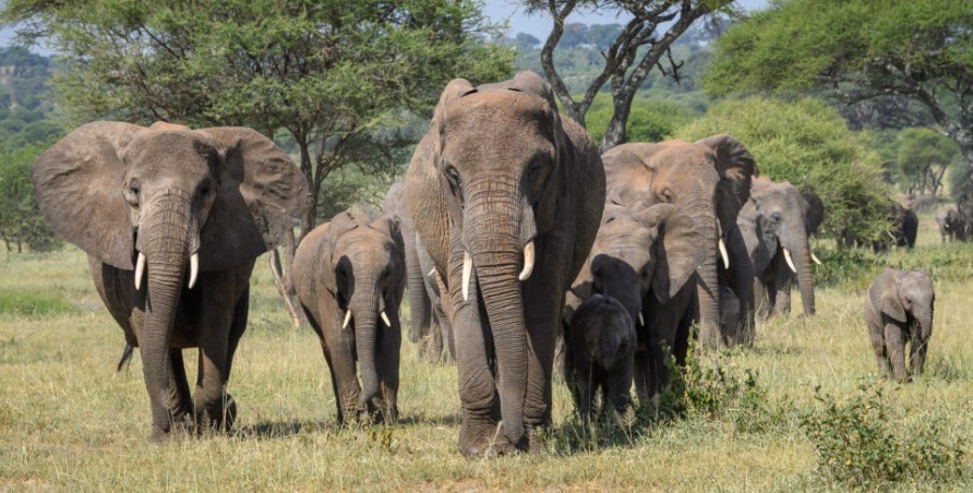 Elephants-of-the-Tarangire-National-Park