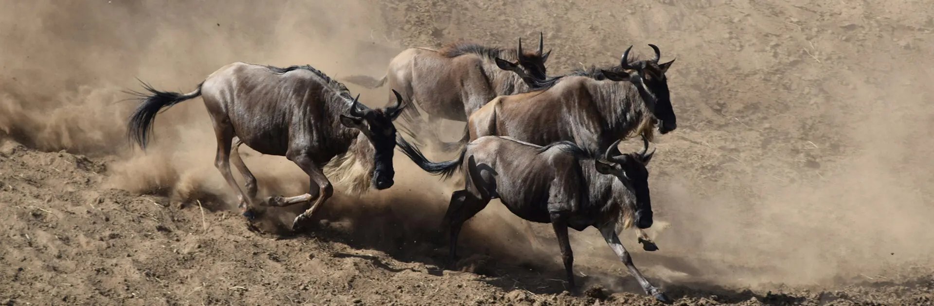 Great-Migration-safari in Tanzania