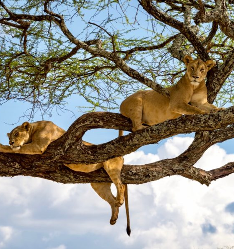 Lake Manyara, Serengeti and Ngorongoro.