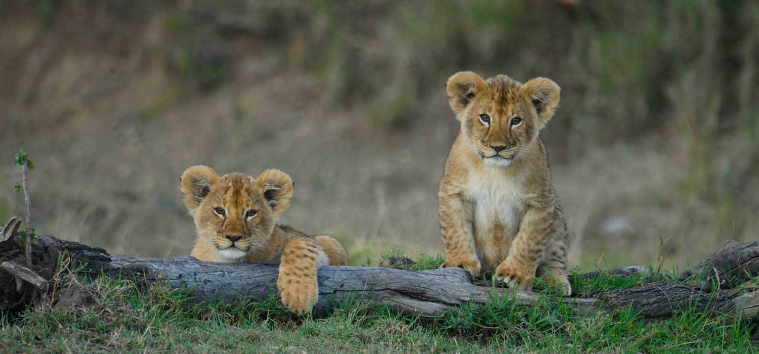 best of Tanzania Safari