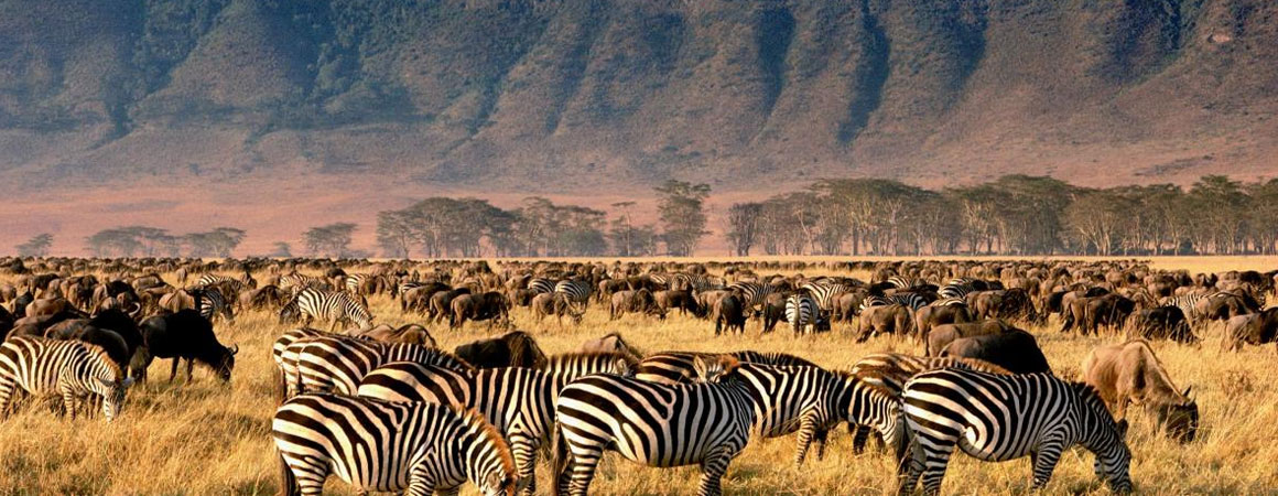 ngorongoro-crater wildlife