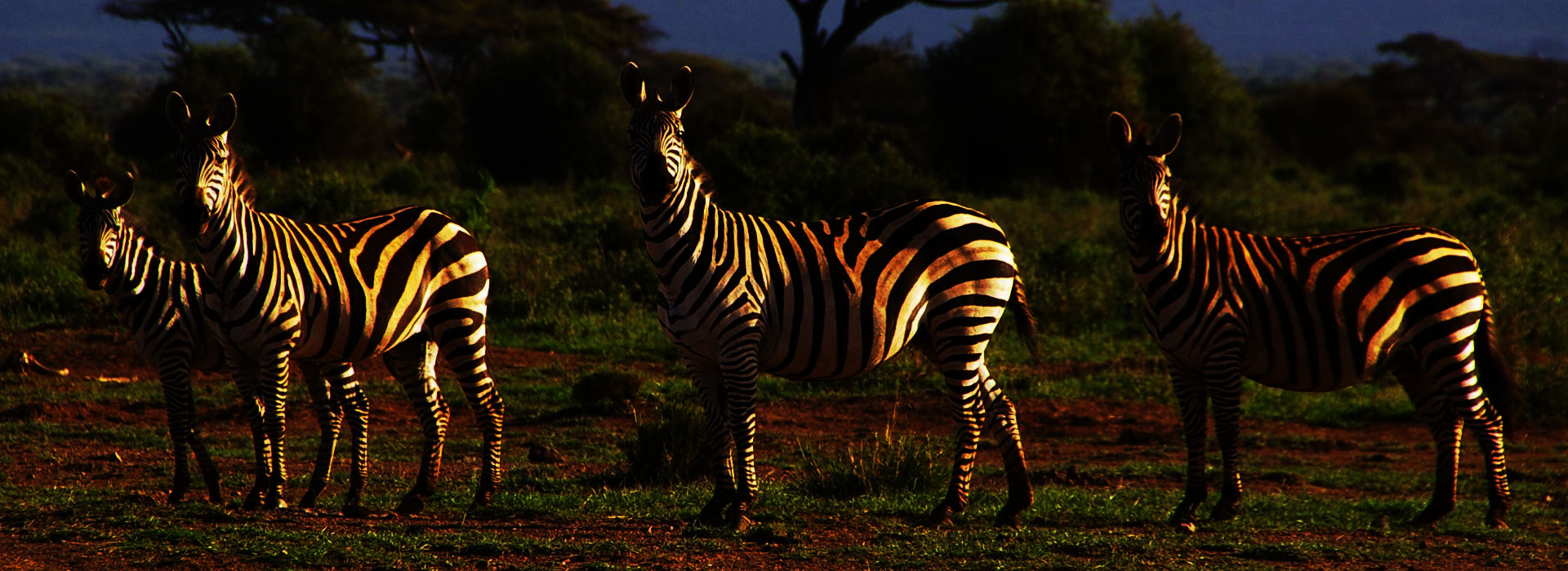 Read more about the article Tanzania Safari FAQs