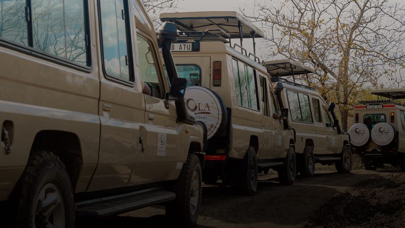viola-safari-vehicles